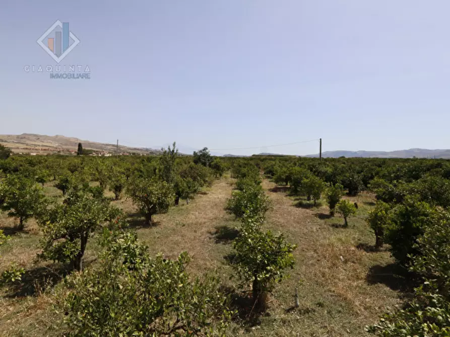 Immagine 10 di Terreno in vendita  in contrada Passo Cantone snc a Mineo