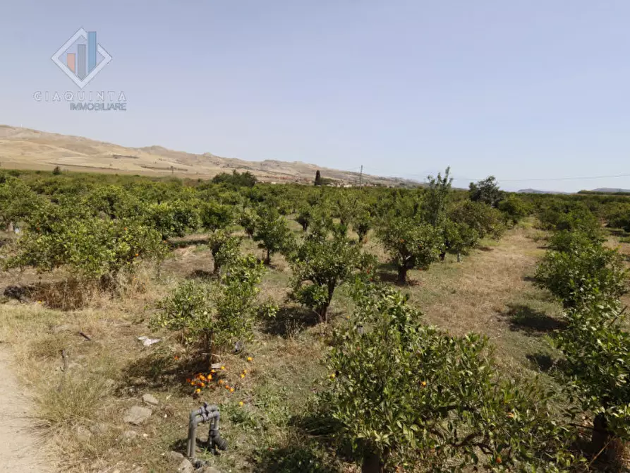 Immagine 11 di Terreno in vendita  in contrada Passo Cantone snc a Mineo