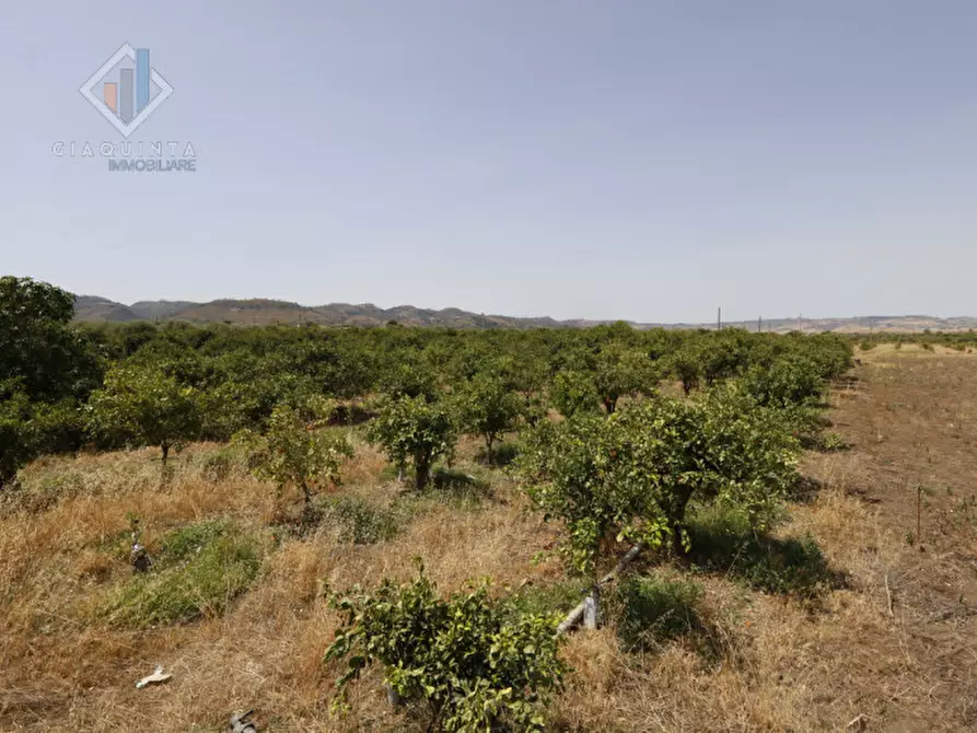 Immagine 12 di Terreno in vendita  in contrada Passo Cantone snc a Mineo