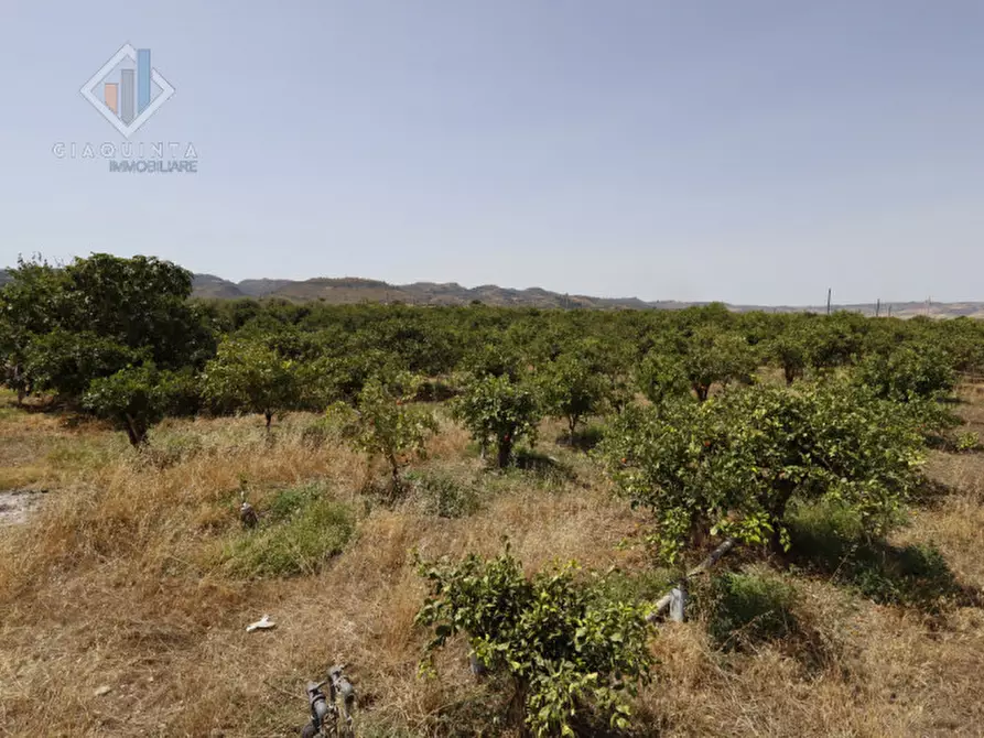 Immagine 13 di Terreno in vendita  in contrada Passo Cantone snc a Mineo