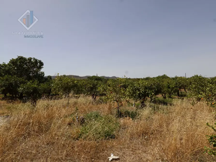 Immagine 14 di Terreno in vendita  in contrada Passo Cantone snc a Mineo