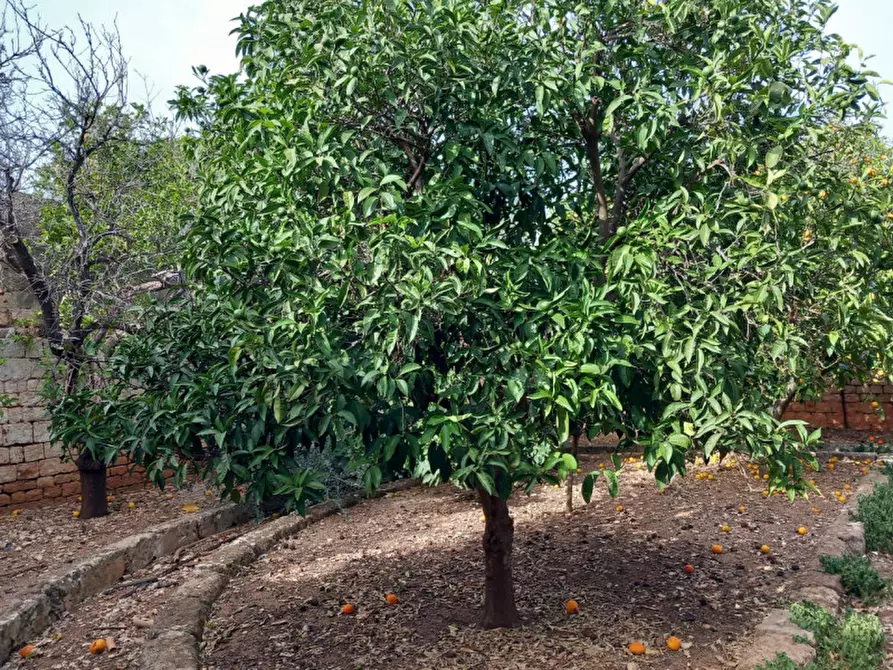 Immagine 59 di Rustico / casale in vendita  in C.da Foggiali a Ostuni