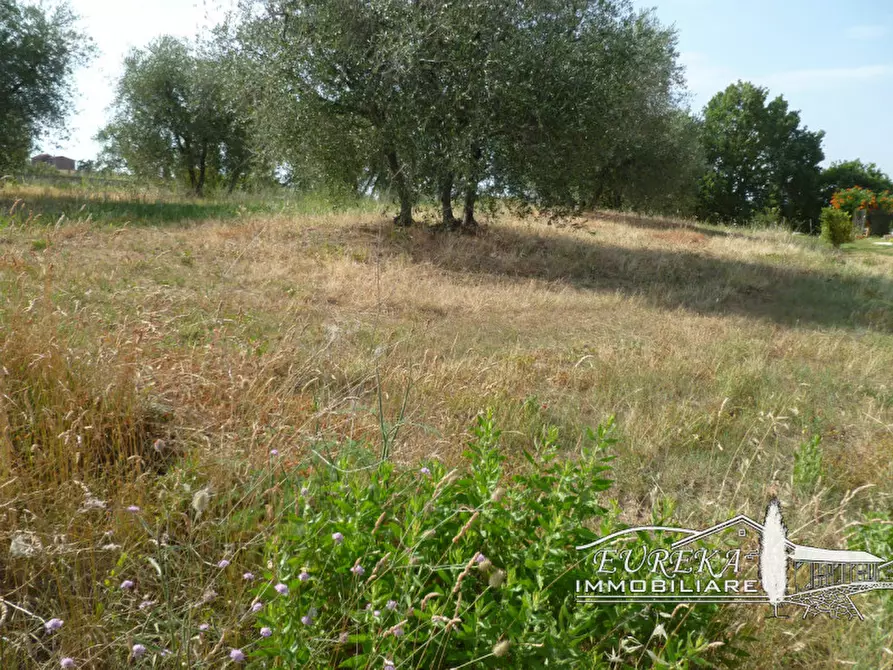 Immagine 1 di Terreno in vendita  in via ripida a Castiglione Del Lago