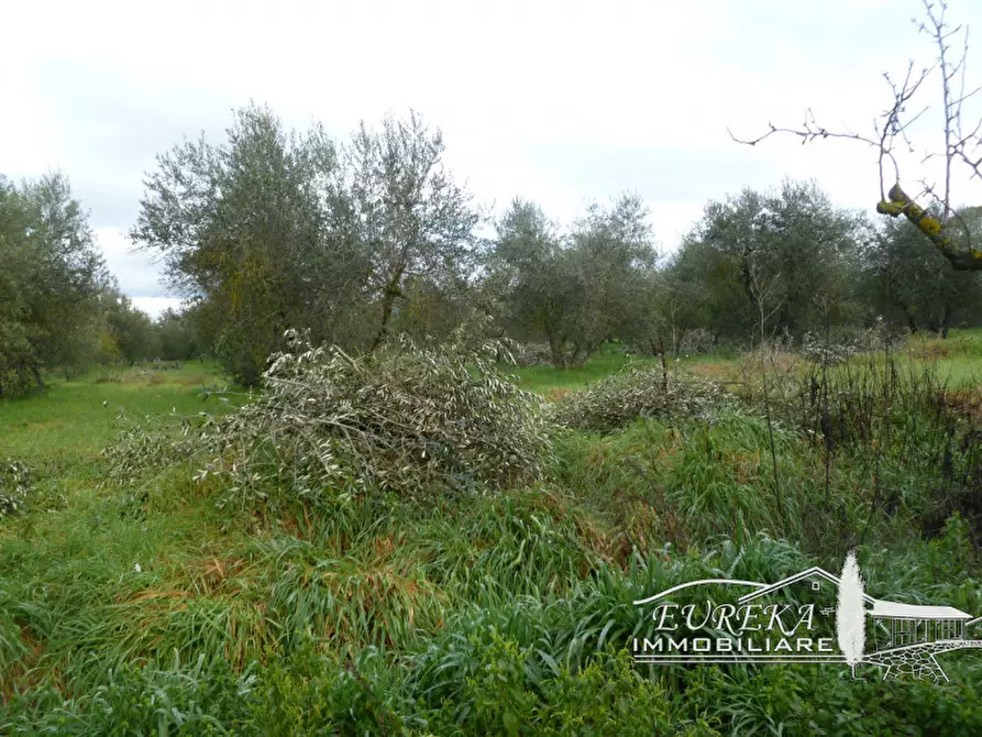 Immagine 5 di Terreno in vendita  in via ripida a Castiglione Del Lago