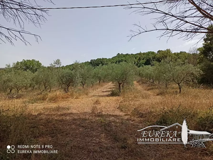 Immagine 22 di Rustico / casale in vendita  in orvieto a Orvieto