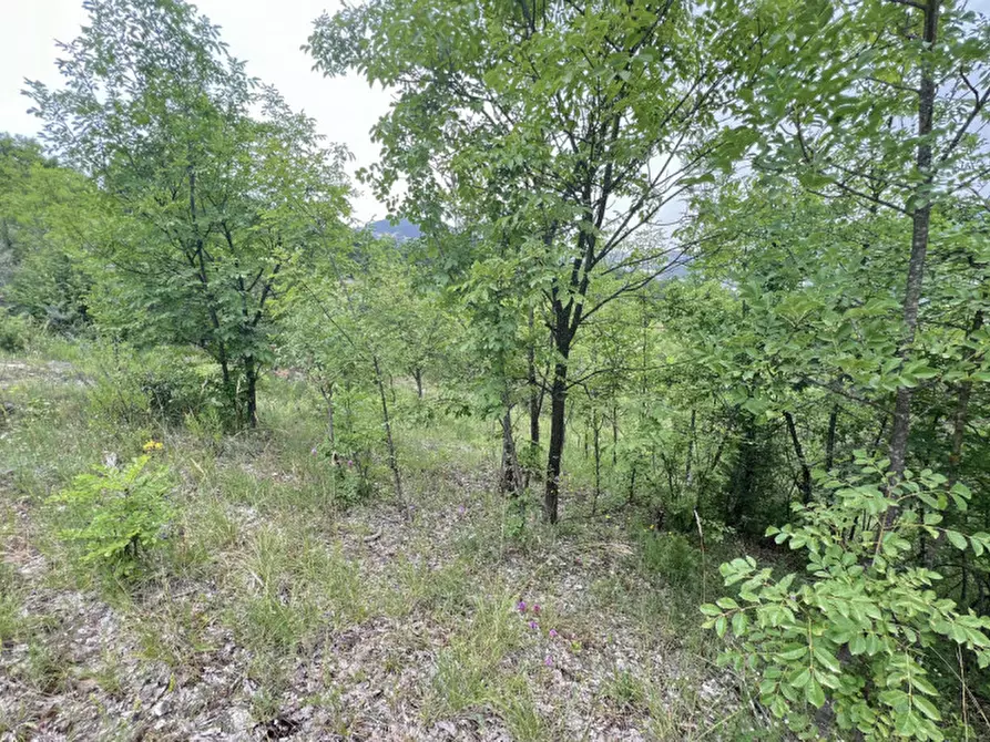 Immagine 34 di Rustico / casale in vendita  in Loc. Campello a Terenzo