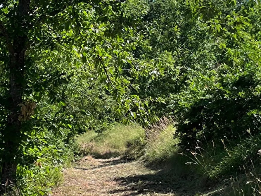 Immagine 39 di Rustico / casale in vendita  in Loc. Campello a Terenzo