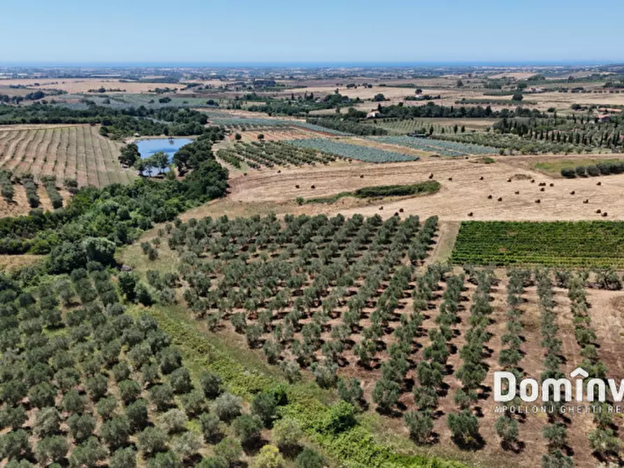 Immagine 12 di Rustico / casale in vendita  in Pescia Fiorentina a Capalbio