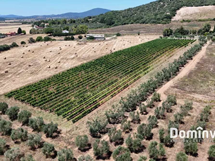Immagine 14 di Rustico / casale in vendita  in Pescia Fiorentina a Capalbio