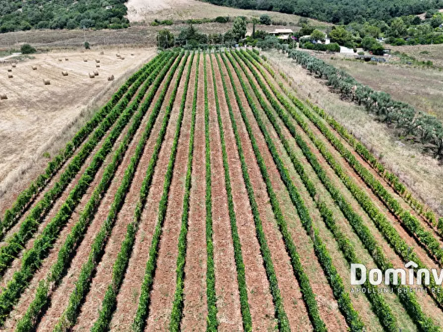 Immagine 15 di Rustico / casale in vendita  in Pescia Fiorentina a Capalbio