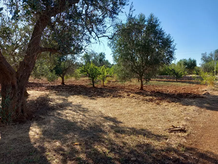 Immagine 8 di Rustico / casale in vendita  in C.da Palmo a Francavilla Fontana