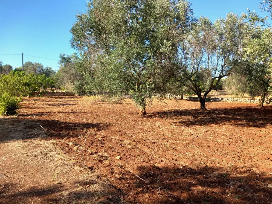 Immagine 9 di Rustico / casale in vendita  in C.da Palmo a Francavilla Fontana