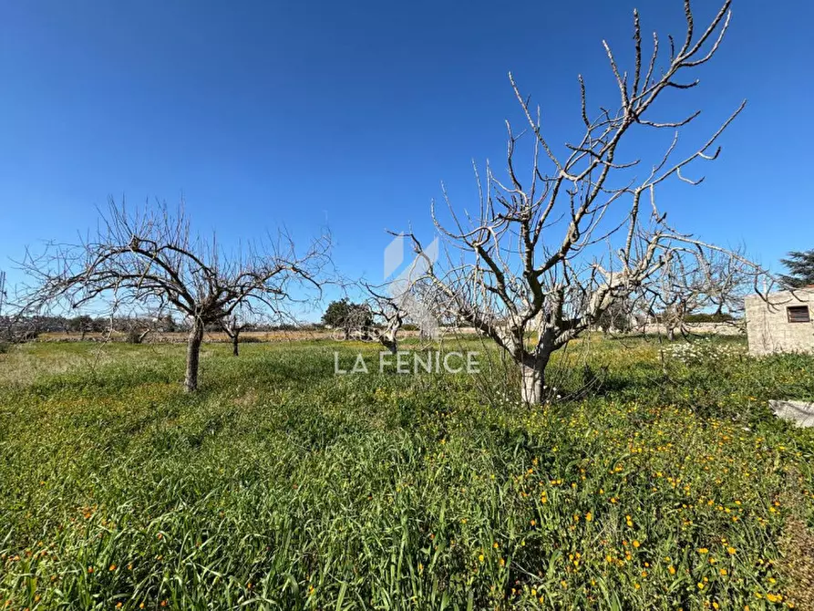 Immagine 30 di Rustico / casale in vendita  in contrada caliandro a Martina Franca