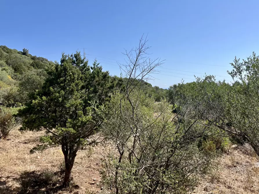 Immagine 27 di Rustico / casale in vendita  a Olbia