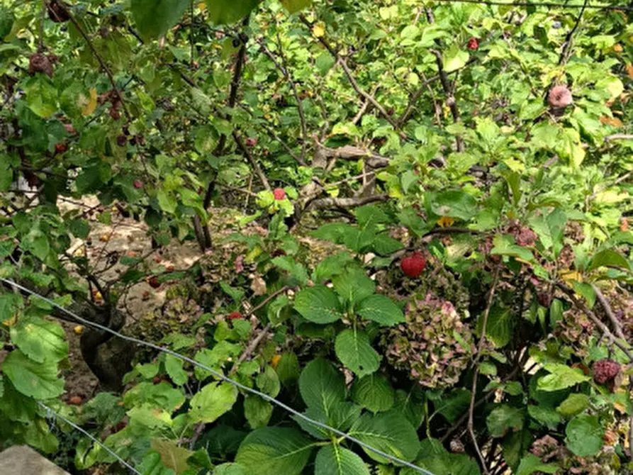 Immagine 11 di Casa indipendente in vendita  in Strada provinciali sud a Ceriana