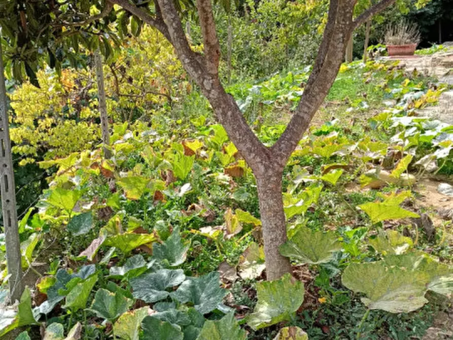 Immagine 33 di Casa indipendente in vendita  in Strada provinciali sud a Ceriana