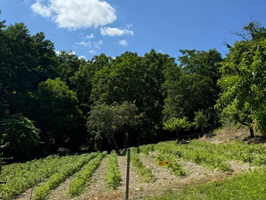 Immagine 16 di Rustico / casale in vendita  in regione masentino a Cessole