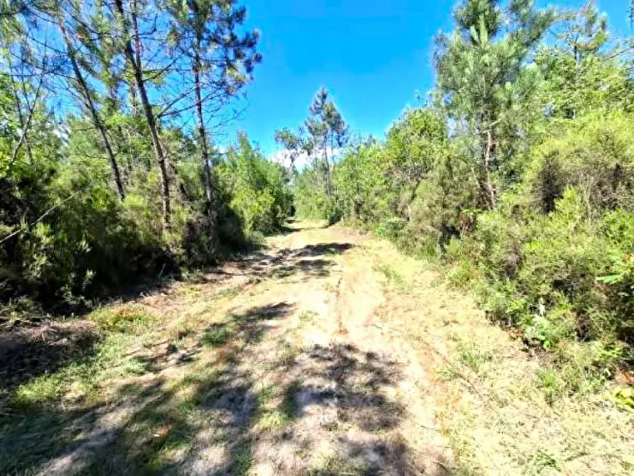 Immagine 3 di Terreno in vendita  in Via celle Pinete, N. Snc a Castelfranco Di Sotto