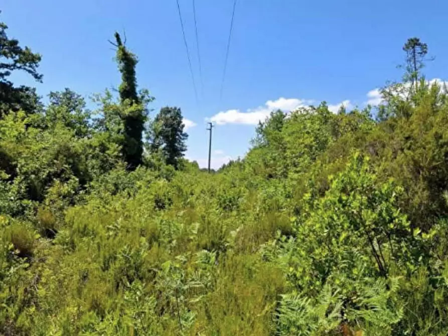 Immagine 5 di Terreno in vendita  in Via celle Pinete, N. Snc a Castelfranco Di Sotto