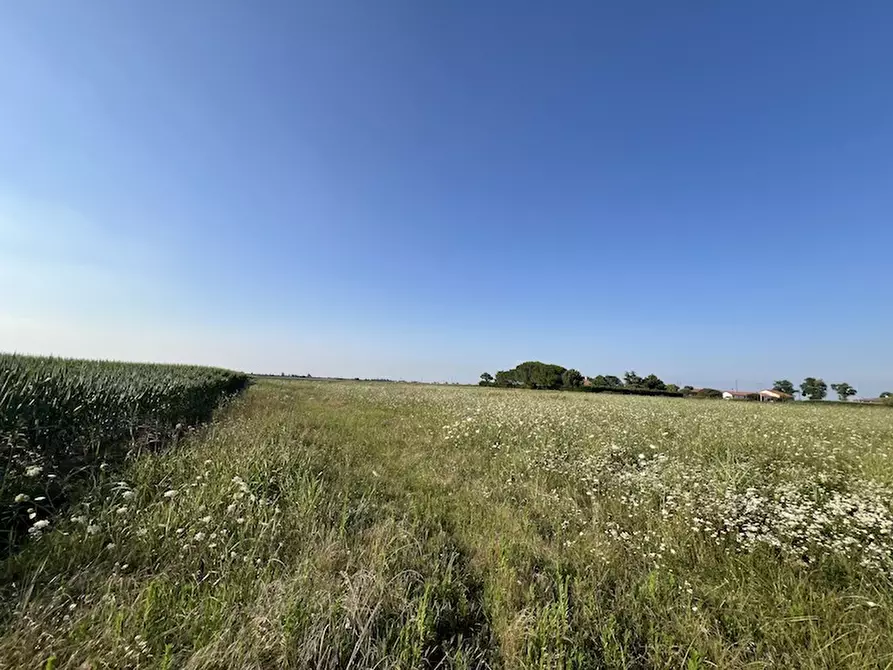 Immagine 2 di Terreno in vendita  a Cavarzere