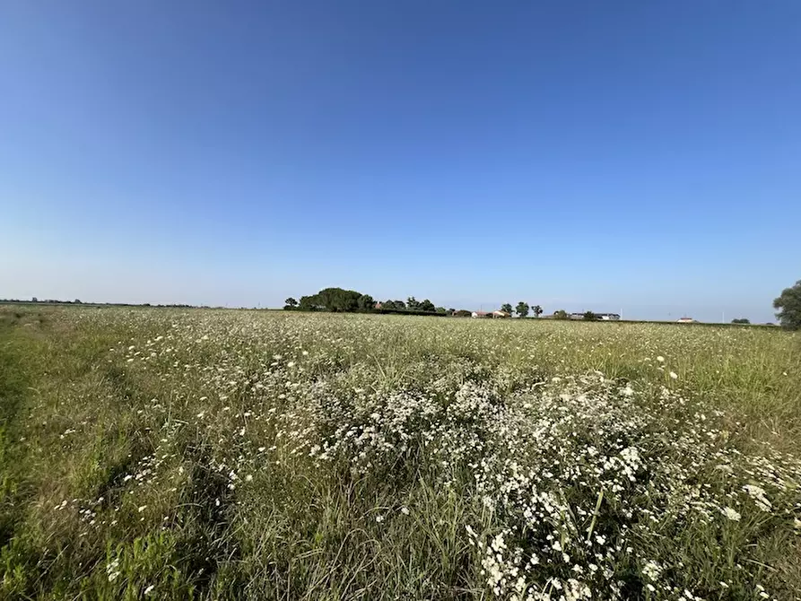 Immagine 3 di Terreno in vendita  a Cavarzere