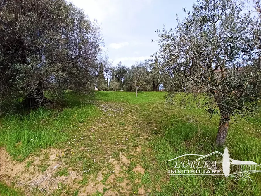 Immagine 3 di Terreno in vendita  in gioiella a Castiglione Del Lago