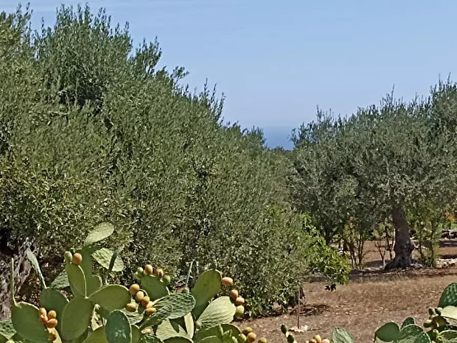 Immagine 37 di Villa in vendita  in 2T2 a Monopoli