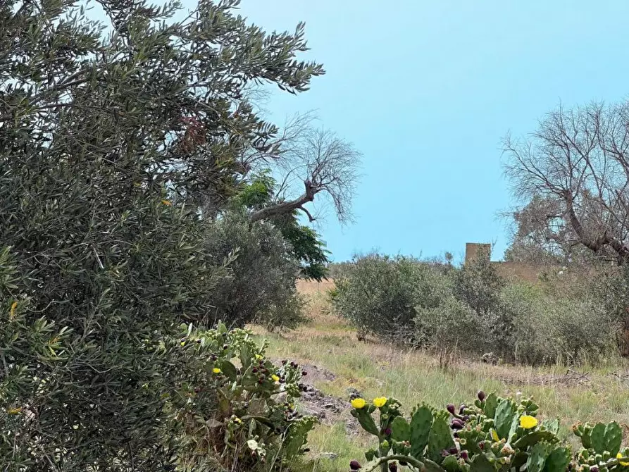 Immagine 2 di Terreno in vendita  in Via Cimabue a Matino