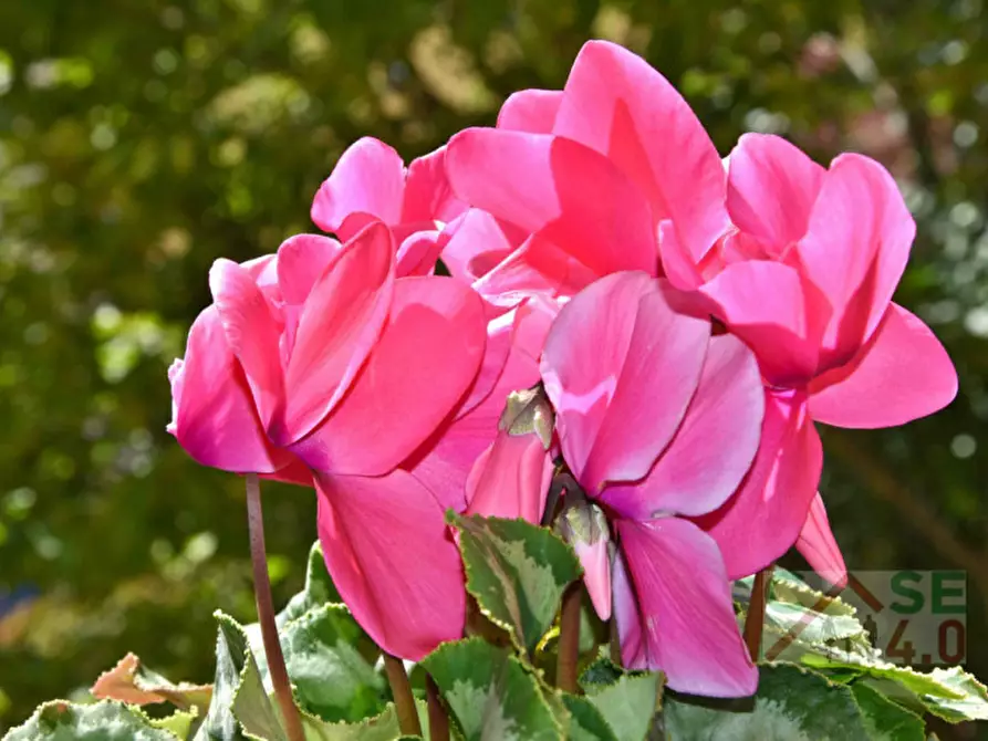 Immagine 68 di Appartamento in vendita  in via filippo corridoni a Medicina