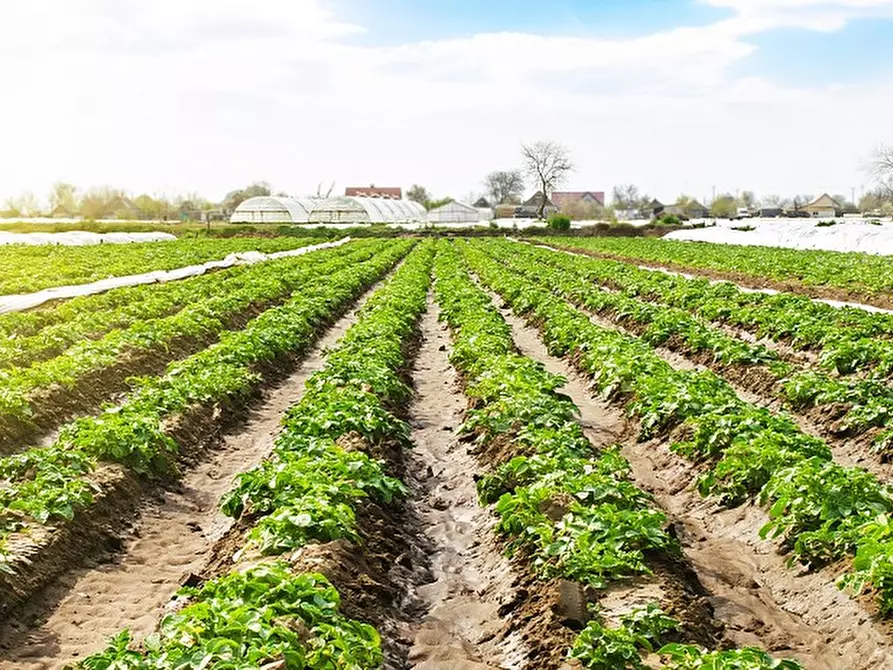 Immagine 5 di Terreno in vendita  a Piacenza D'adige