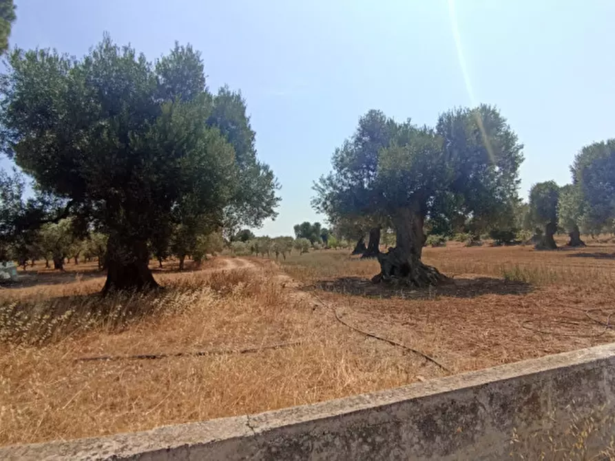 Immagine 30 di Rustico / casale in vendita  in NATU a Fasano
