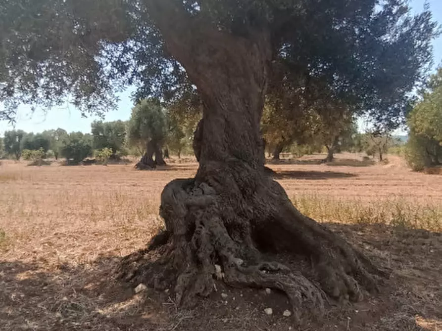 Immagine 31 di Rustico / casale in vendita  in NATU a Fasano