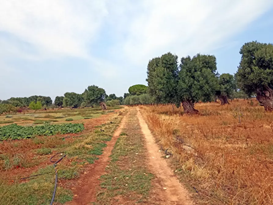 Immagine 45 di Rustico / casale in vendita  in NATU a Fasano