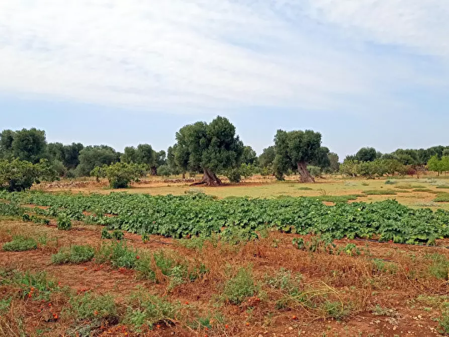 Immagine 46 di Rustico / casale in vendita  in NATU a Fasano