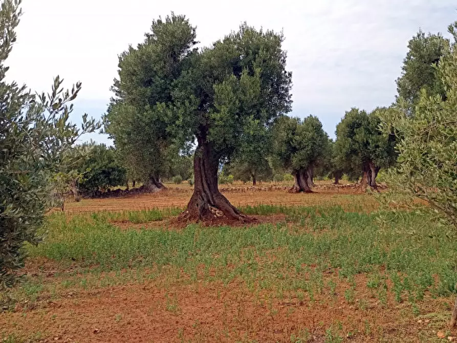 Immagine 47 di Rustico / casale in vendita  in NATU a Fasano
