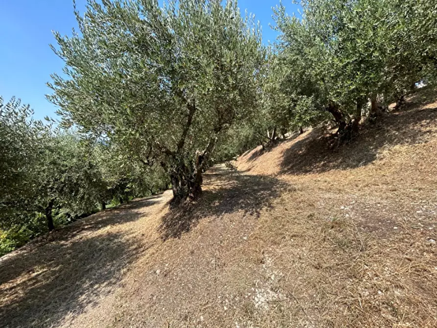 Immagine 5 di Terreno in vendita  a Tregnago