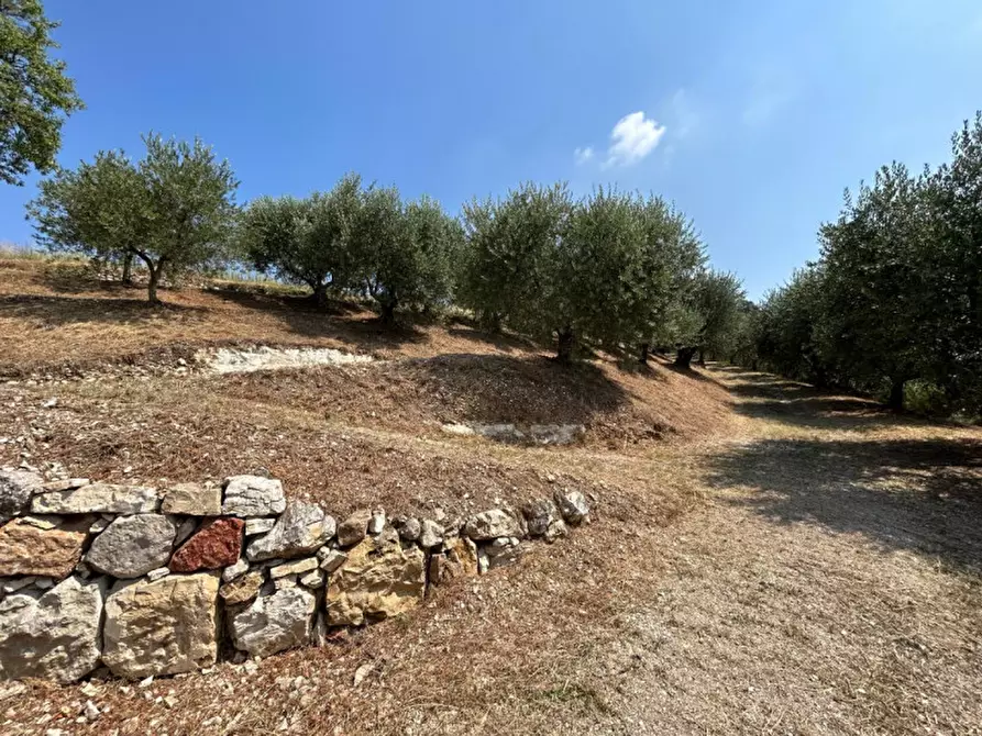 Immagine 16 di Terreno in vendita  a Tregnago