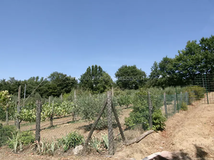 Immagine 3 di Terreno in vendita  a Lucignano
