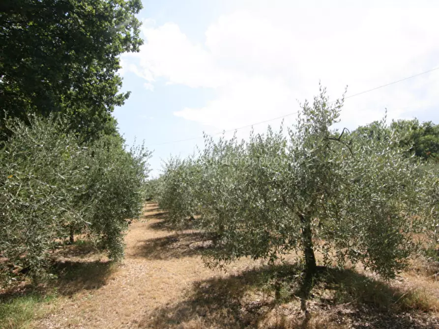 Immagine 5 di Terreno in vendita  a Lucignano