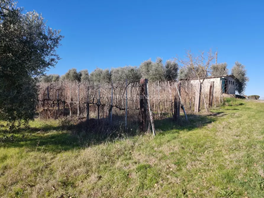 Immagine 2 di Terreno in vendita  a Montepulciano