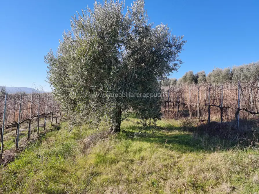 Immagine 3 di Terreno in vendita  a Montepulciano