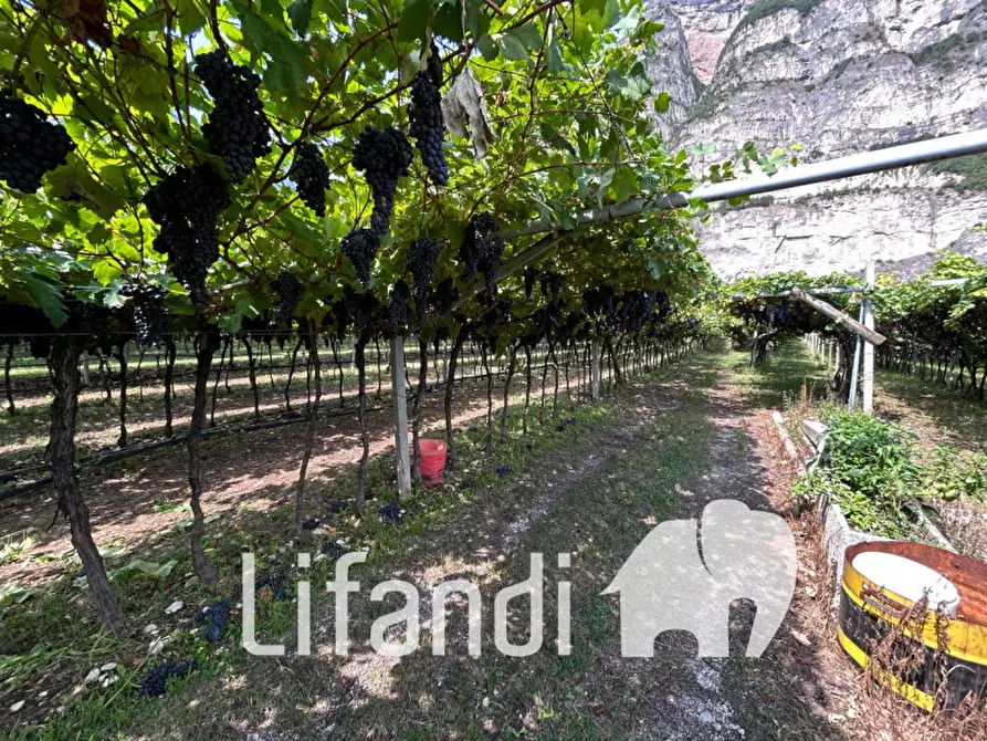 Immagine 1 di Terreno in vendita  a Rovere' Della Luna