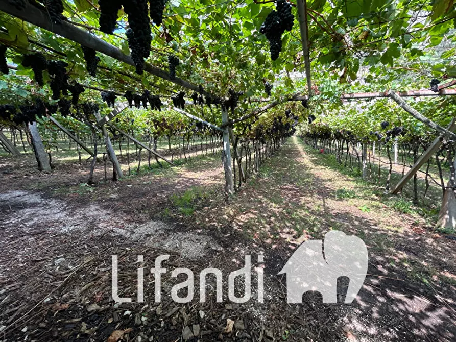 Immagine 2 di Terreno in vendita  a Roverè Della Luna