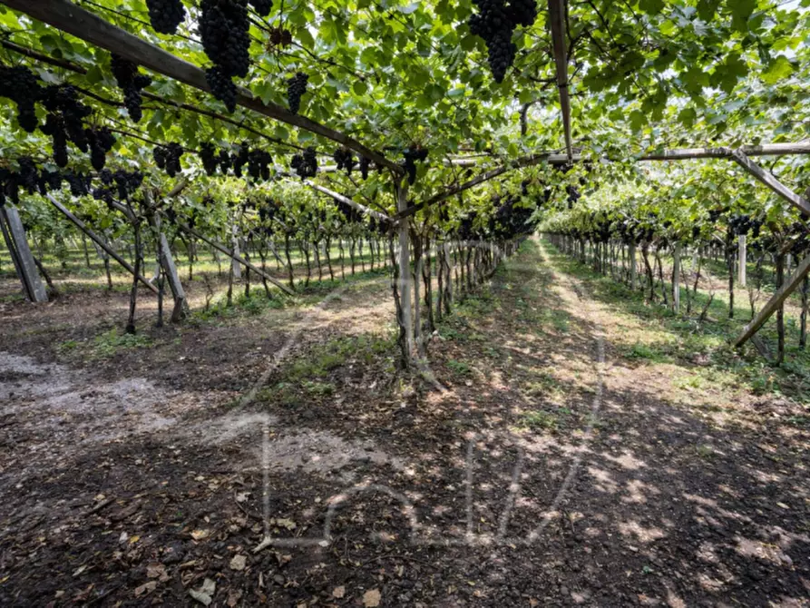Immagine 2 di Terreno in vendita  a Roverè Della Luna