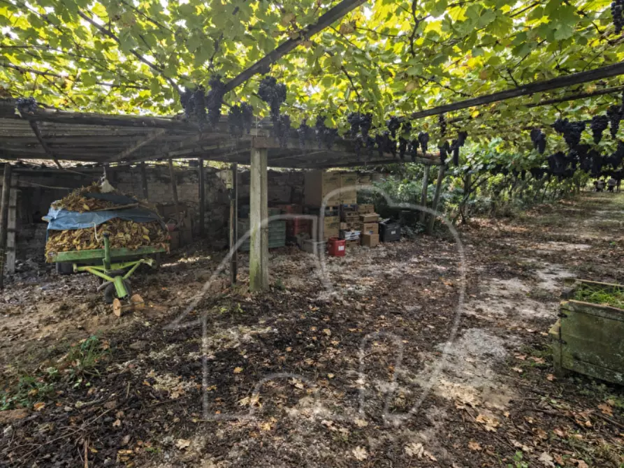 Immagine 3 di Terreno in vendita  a Roverè Della Luna