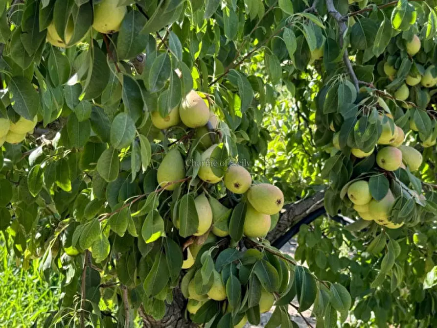 Immagine 31 di Terreno in vendita  in sc monterotondo a Giarratana