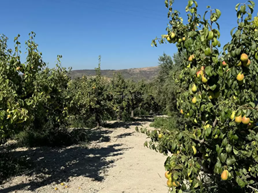 Immagine 33 di Terreno in vendita  in sc monterotondo a Giarratana