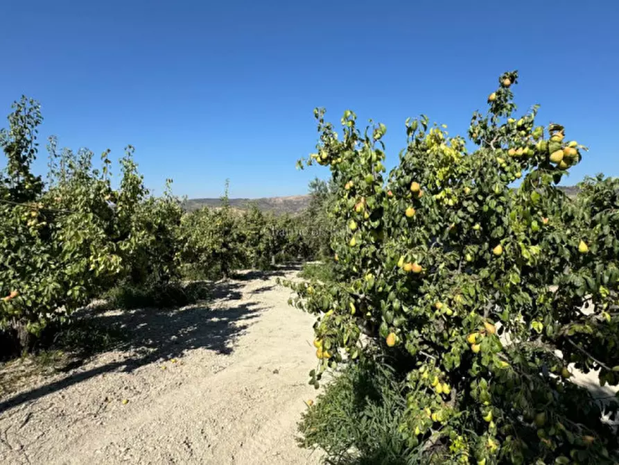 Immagine 34 di Terreno in vendita  in sc monterotondo a Giarratana