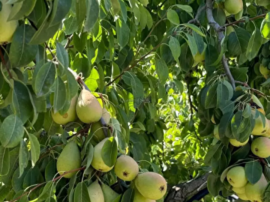 Immagine 35 di Terreno in vendita  in sc monterotondo a Giarratana