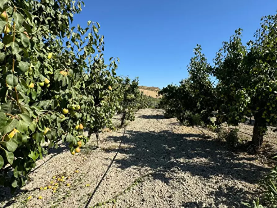 Immagine 36 di Terreno in vendita  in sc monterotondo a Giarratana